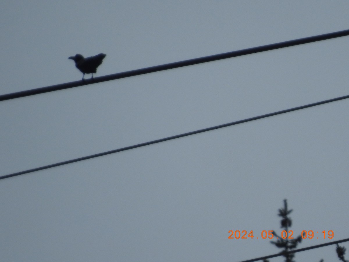 Large-billed Crow - ML618481995