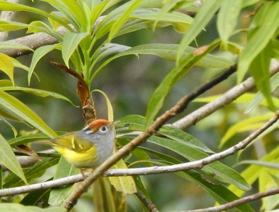 Chestnut-crowned Warbler - ML618482038