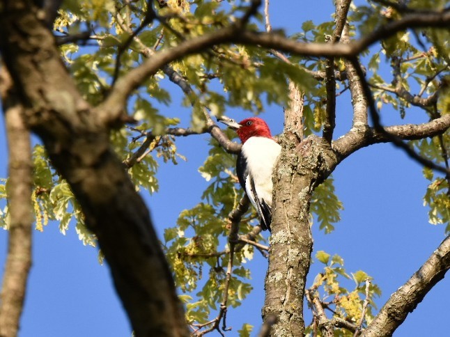 Red-headed Woodpecker - Matthew Dauphinee