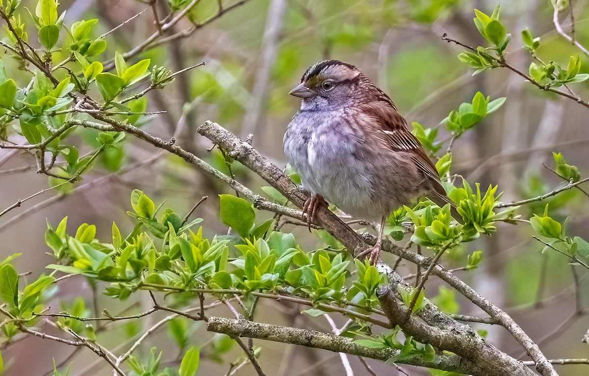 White-throated Sparrow - ML618482066