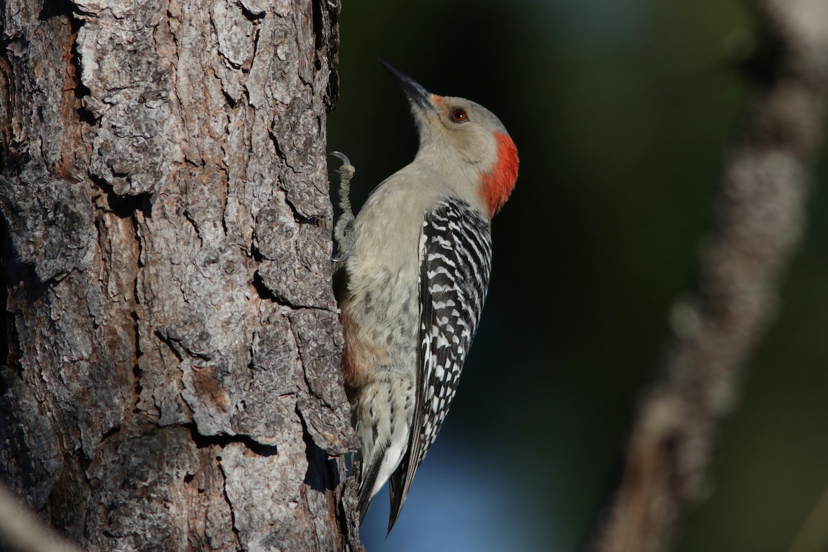 Red-bellied Woodpecker - Richard Dunn