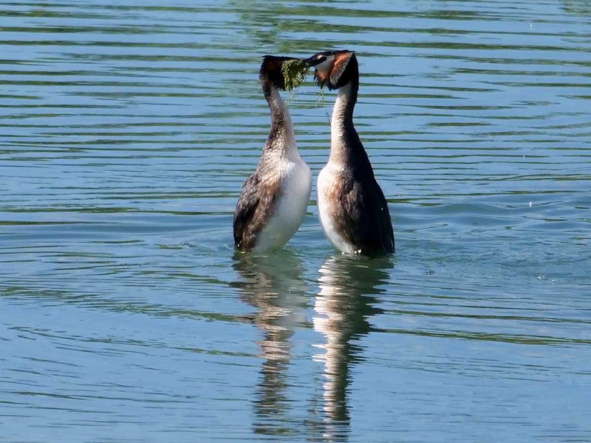 Great Crested Grebe - ML618482077