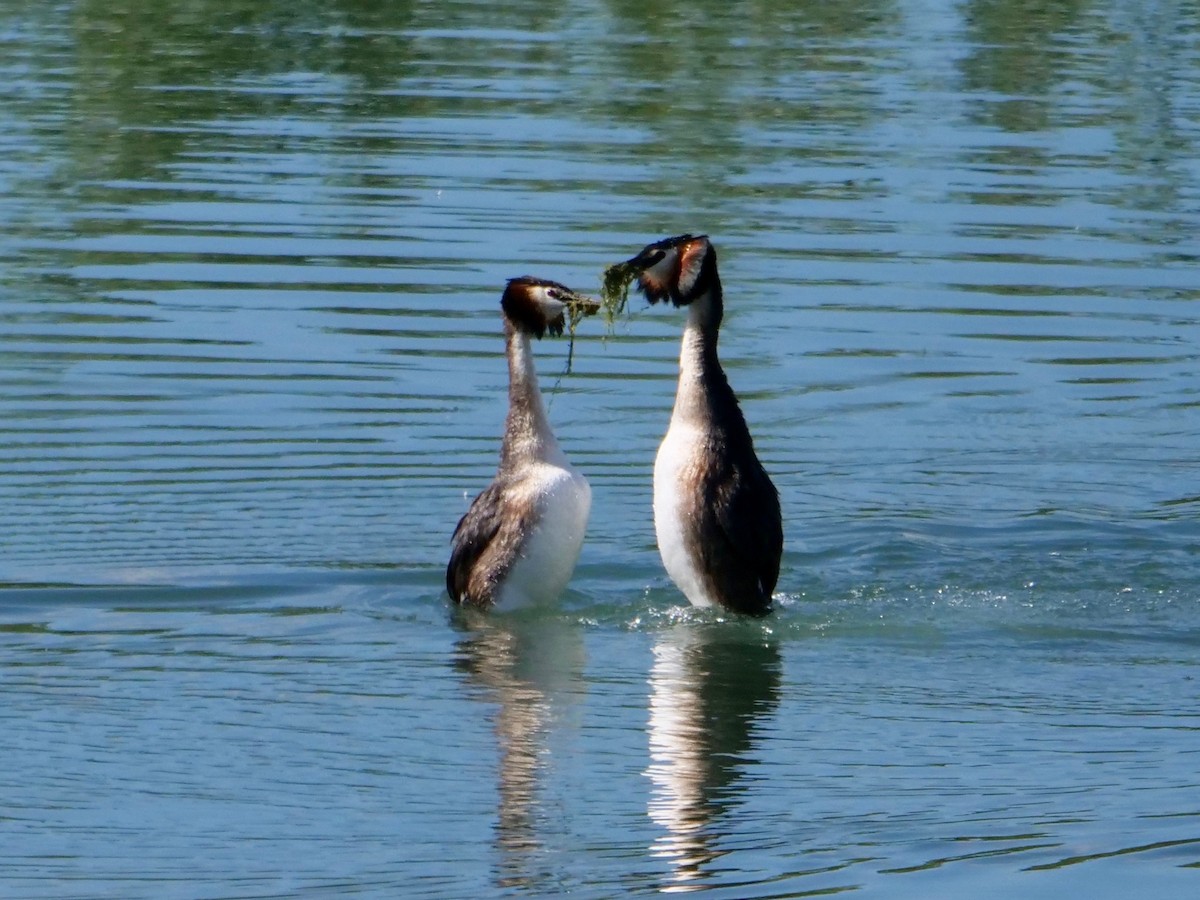 Great Crested Grebe - ML618482078