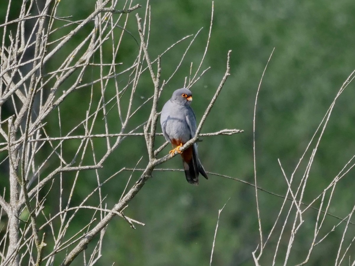Red-footed Falcon - ML618482099