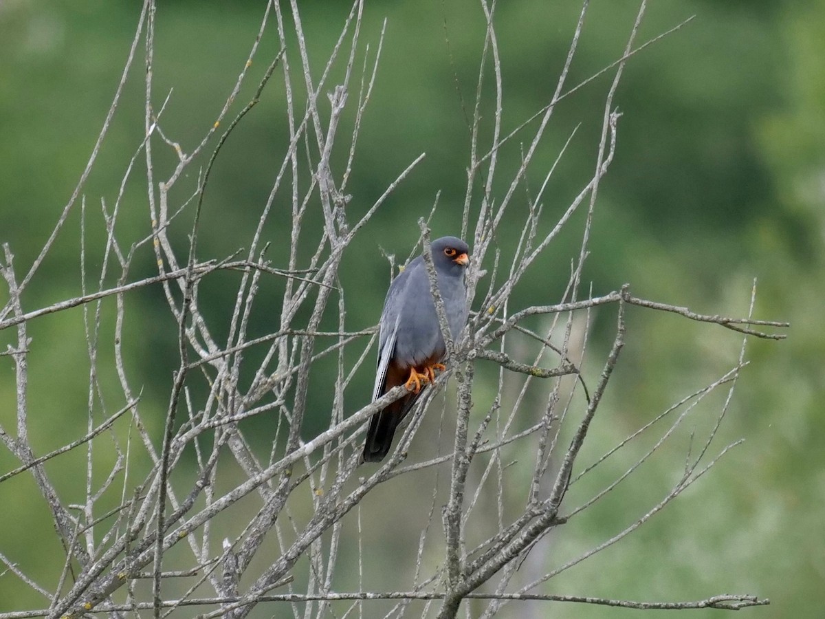 Red-footed Falcon - ML618482100