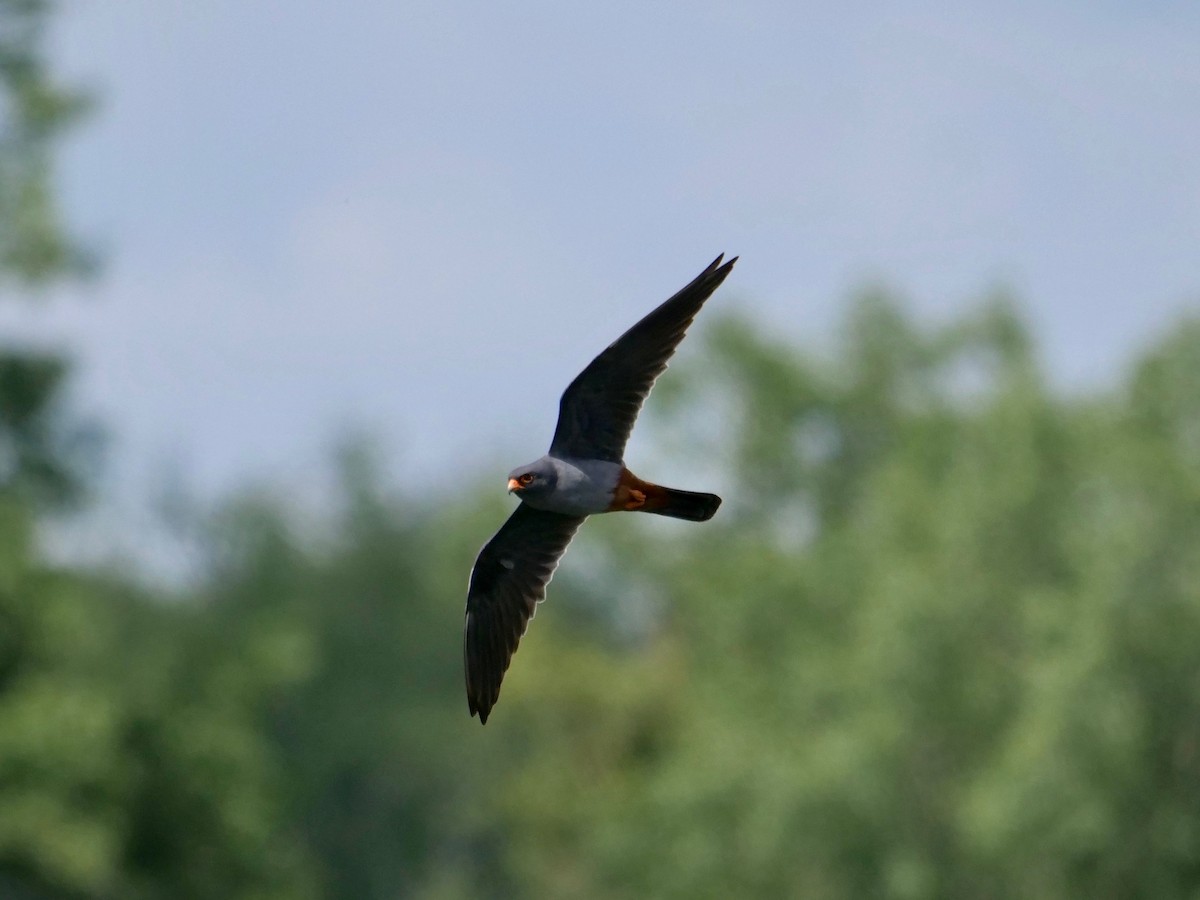Red-footed Falcon - ML618482101