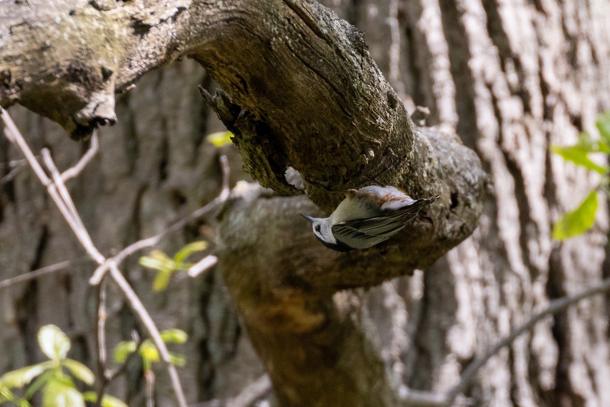 White-breasted Nuthatch - ML618482119
