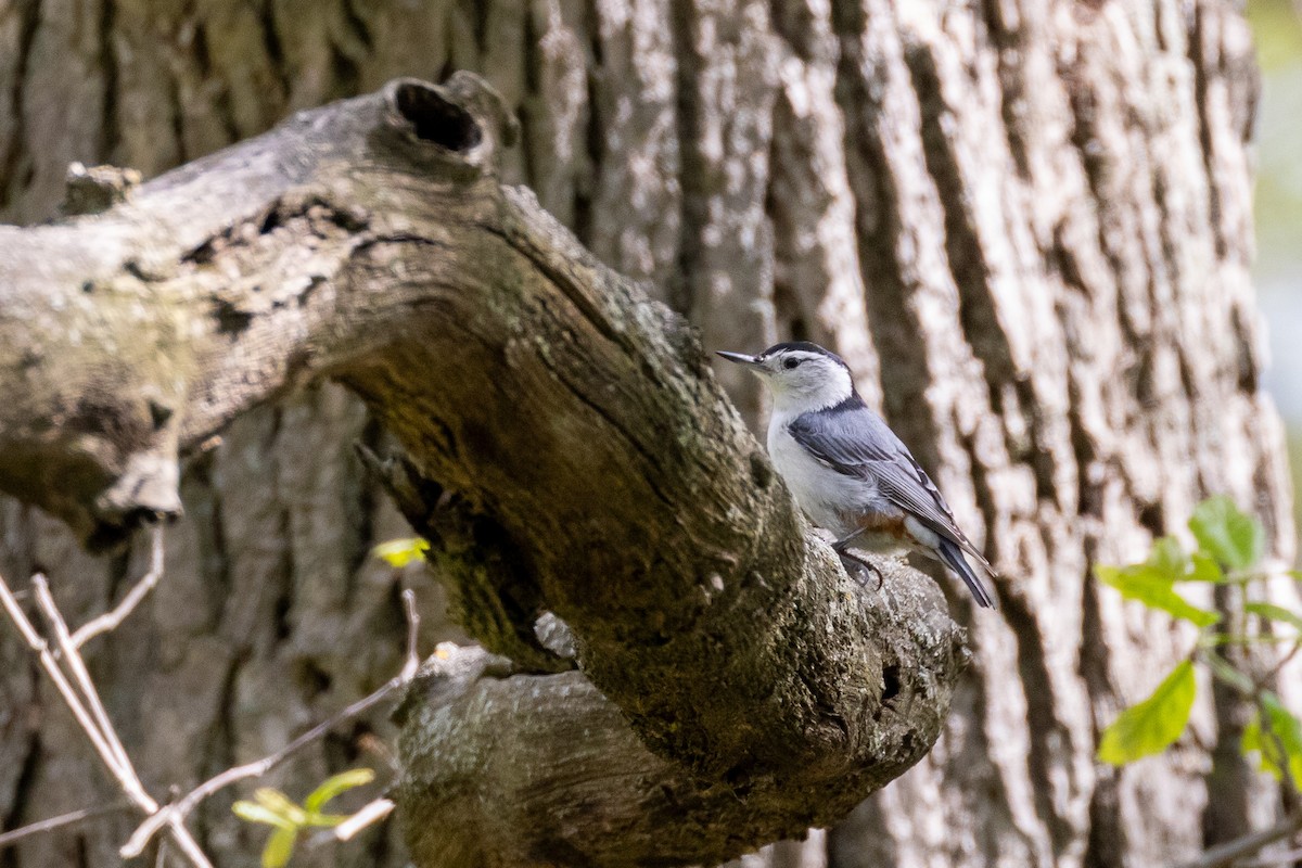 White-breasted Nuthatch - ML618482120