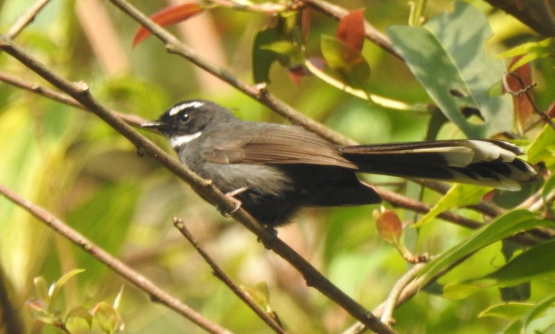 White-throated Fantail - ML618482145