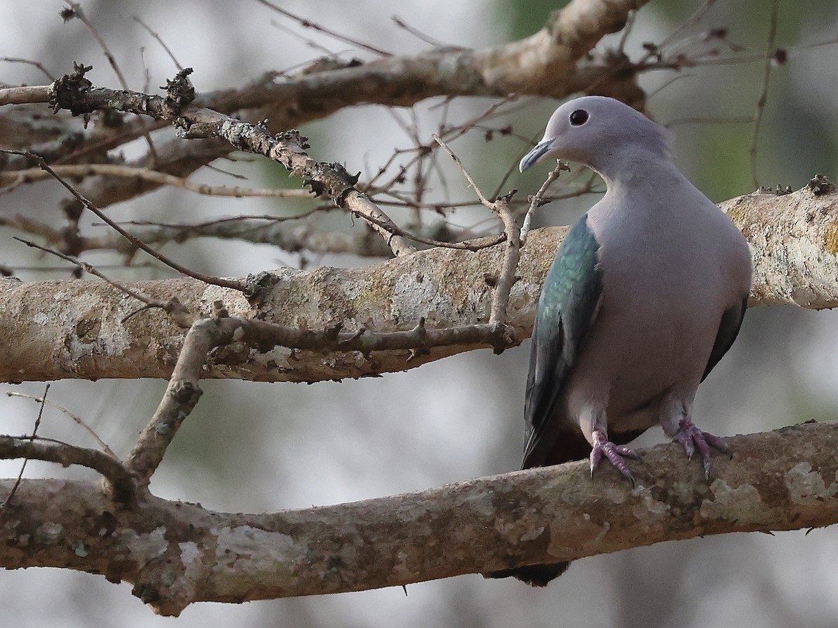 Green Imperial-Pigeon - ML618482153