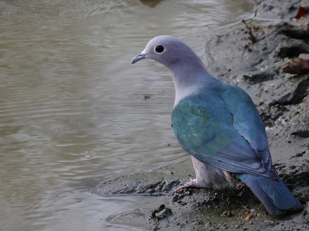 Green Imperial-Pigeon - ML618482154
