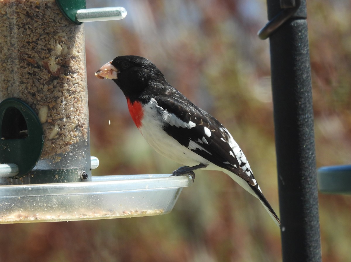 Rose-breasted Grosbeak - Jenny Young