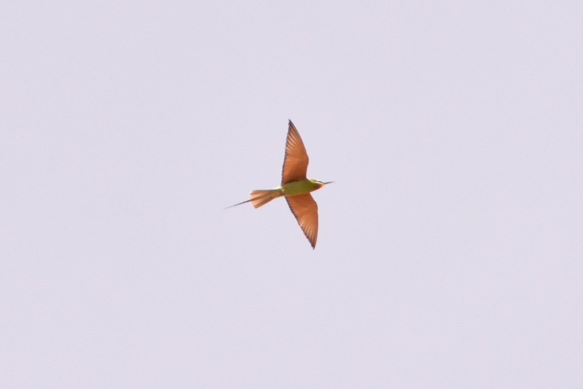 Blue-cheeked Bee-eater - ML618482189