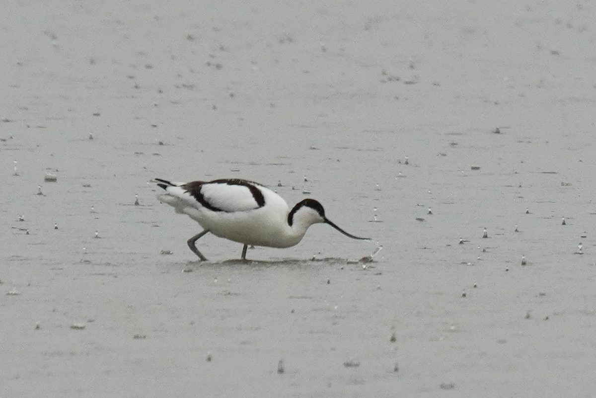 Pied Avocet - Maurice Frerejean