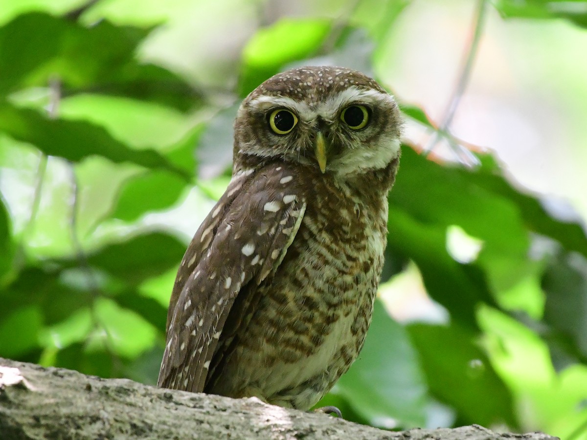 Spotted Owlet - ML618482211