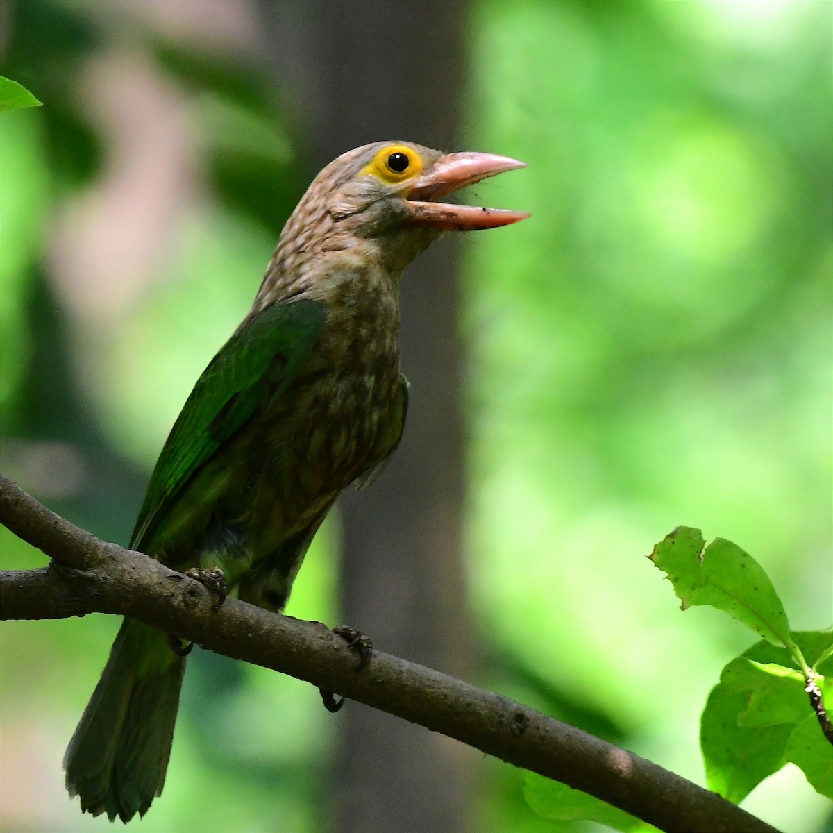Lineated Barbet - ML618482216