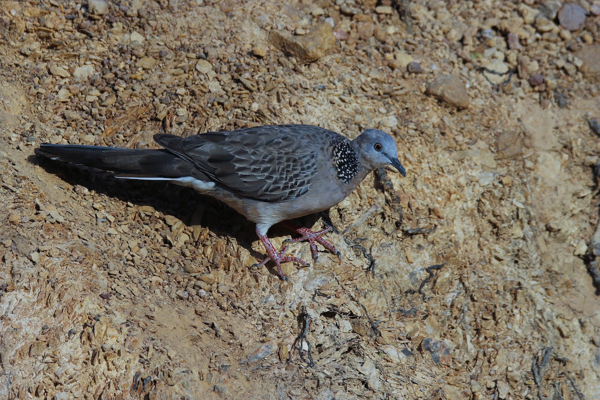 Spotted Dove (Eastern) - ML618482275