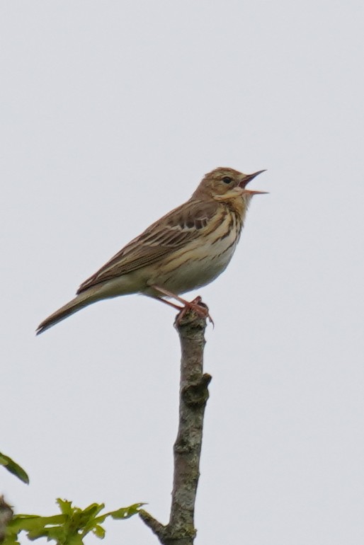 Tree Pipit - Maurice Frerejean