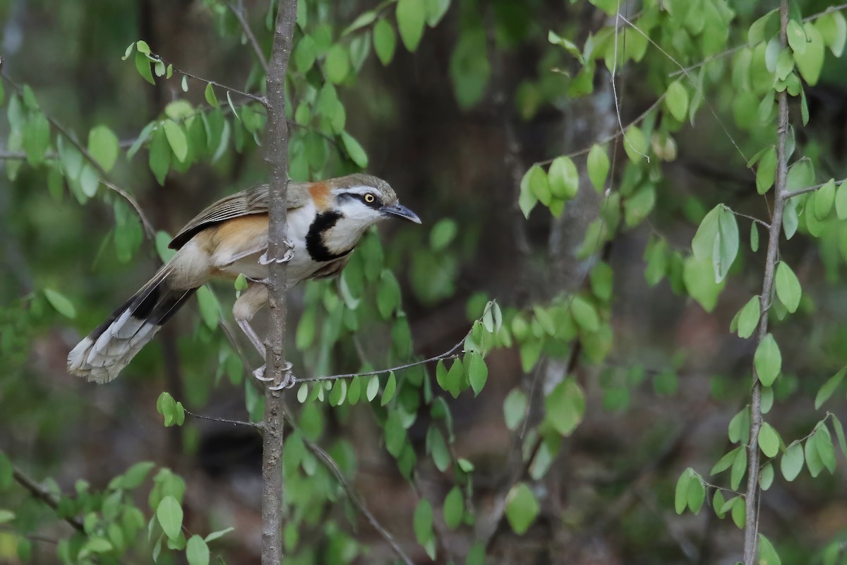 Lesser Necklaced Laughingthrush - ML618482283