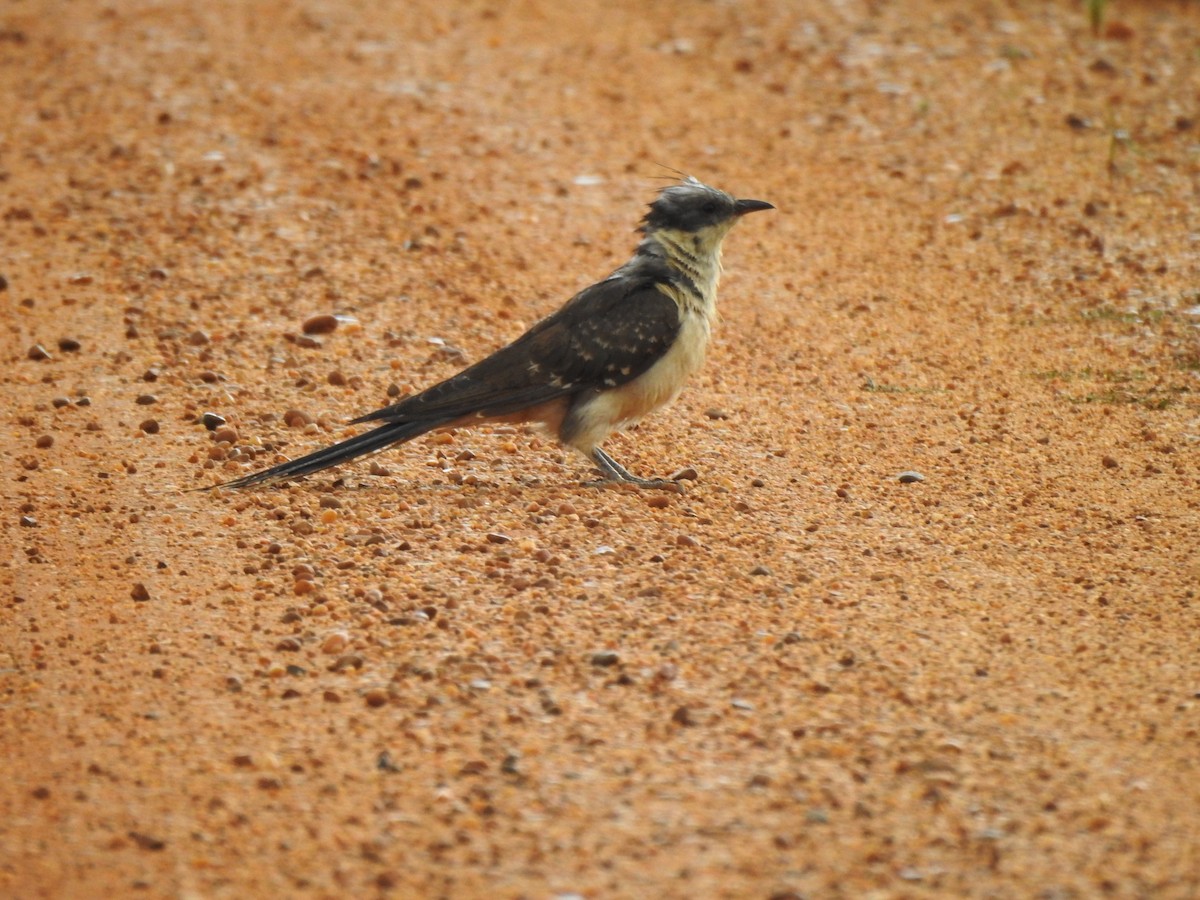 Great Spotted Cuckoo - ML618482328