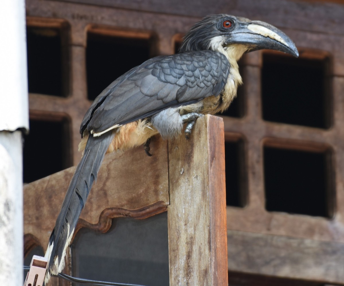 Sri Lanka Gray Hornbill - ML618482364