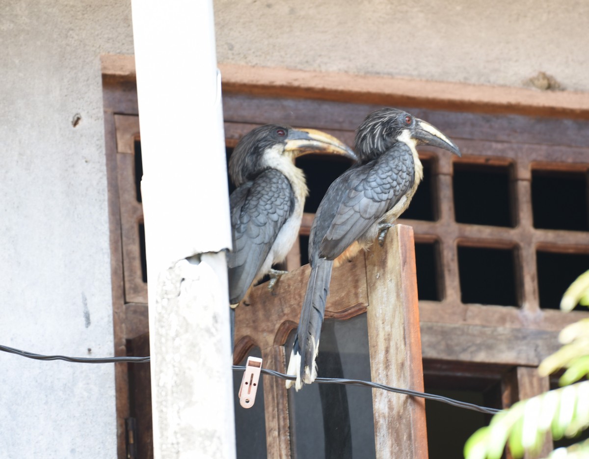 Sri Lanka Gray Hornbill - ML618482365