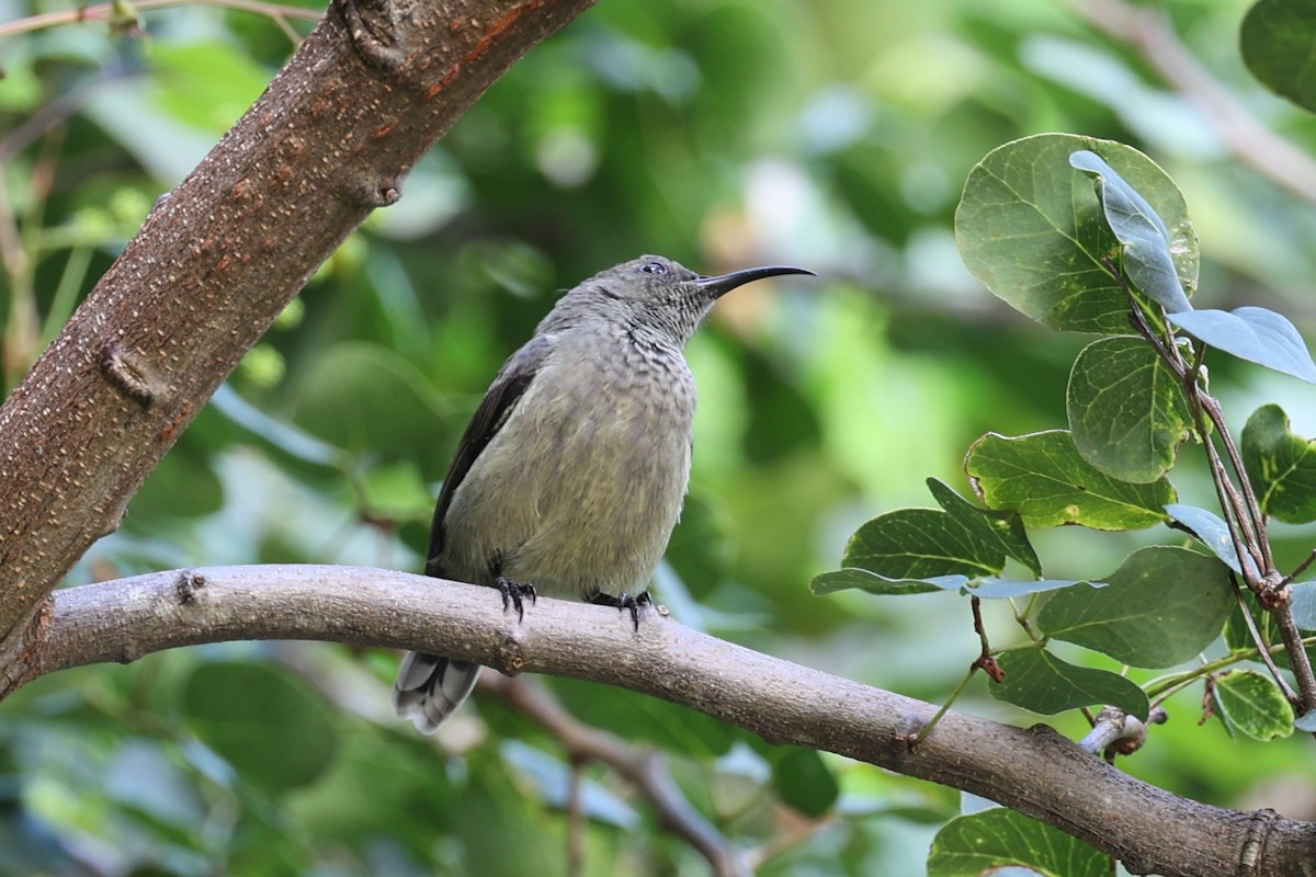 Seychelles Sunbird - ML618482405