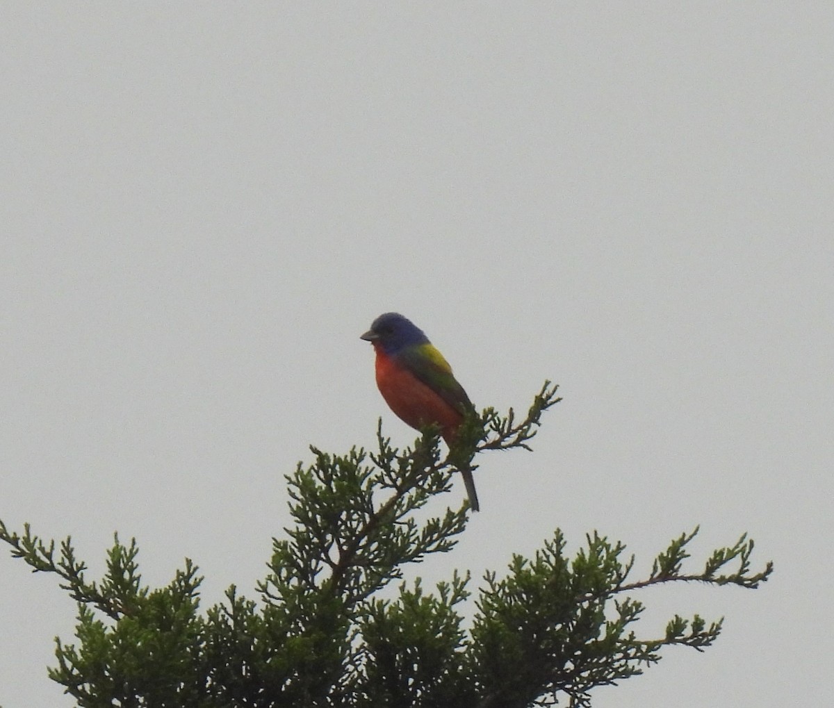 Painted Bunting - ML618482408