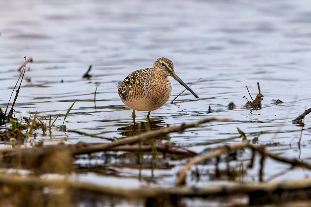 Long-billed Dowitcher - ML618482412