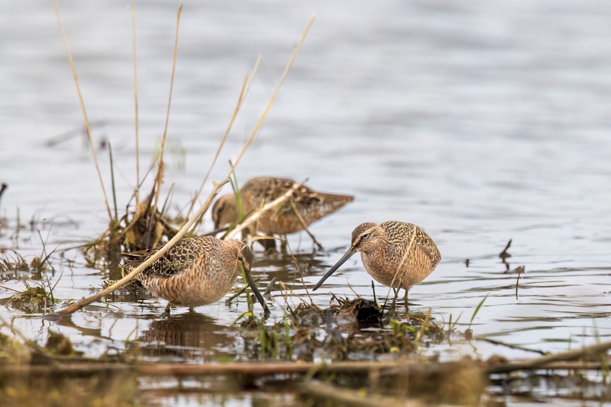 Long-billed Dowitcher - ML618482413