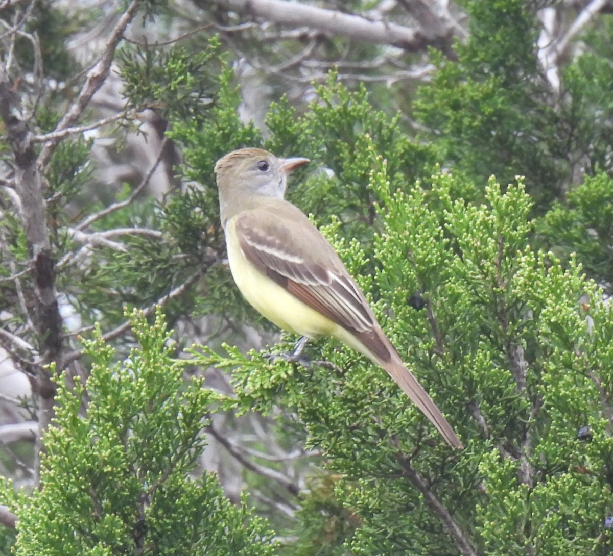 Great Crested Flycatcher - ML618482415