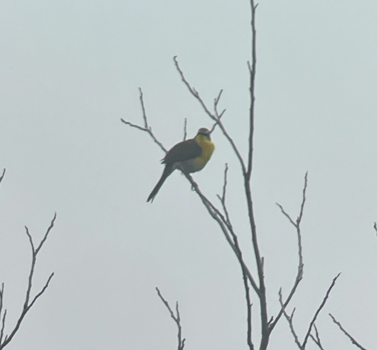 Yellow-breasted Chat - ML618482429