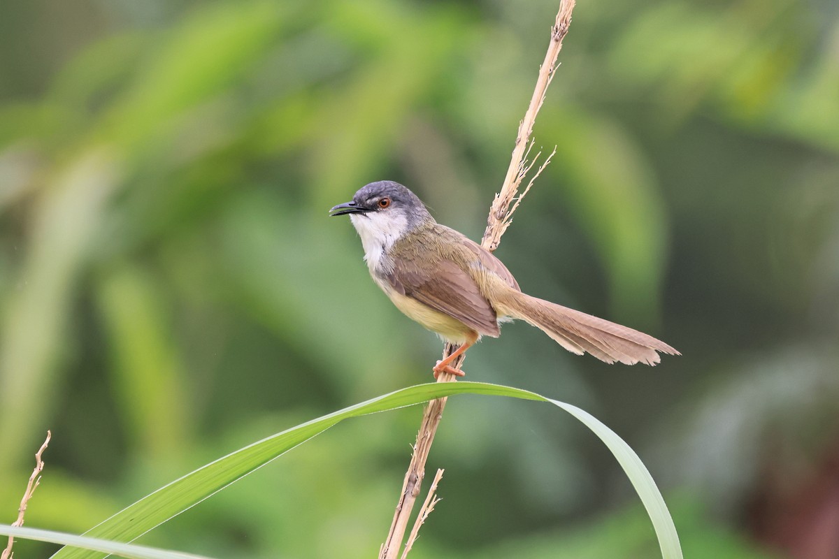 Yellow-bellied Prinia - Peter Chen