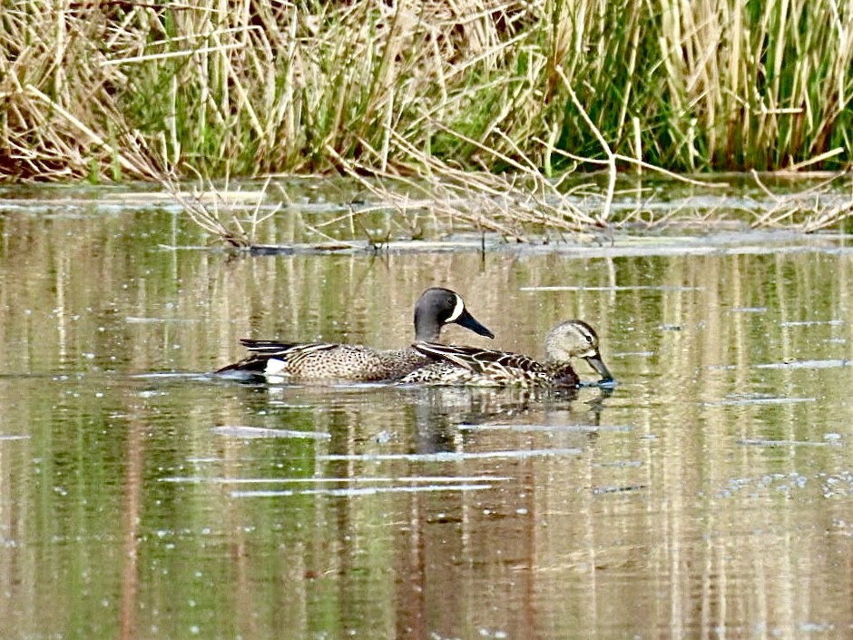 Blue-winged Teal - ML618482456