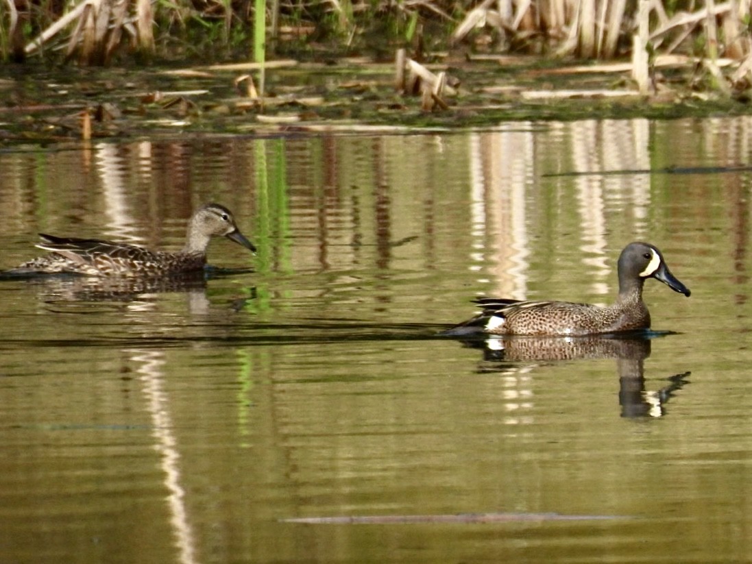 Blue-winged Teal - ML618482458