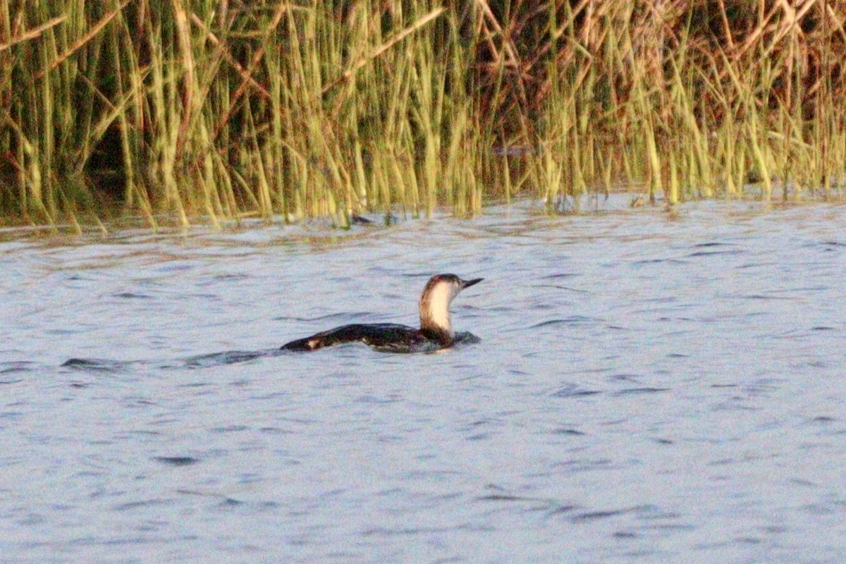 Red-throated Loon - ML618482475