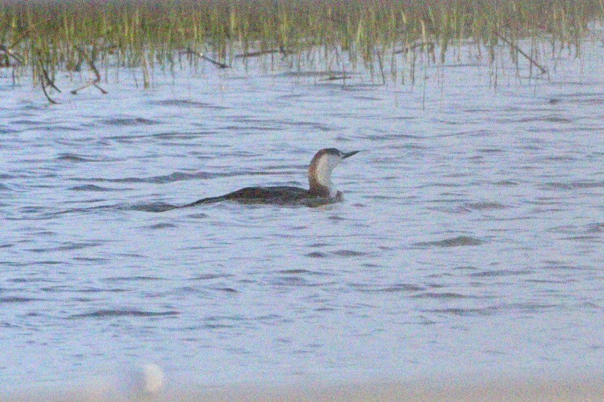 Red-throated Loon - ML618482477