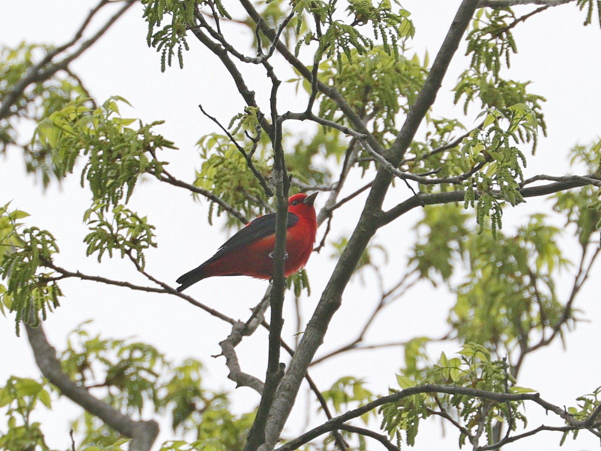 Scarlet Tanager - ML618482487