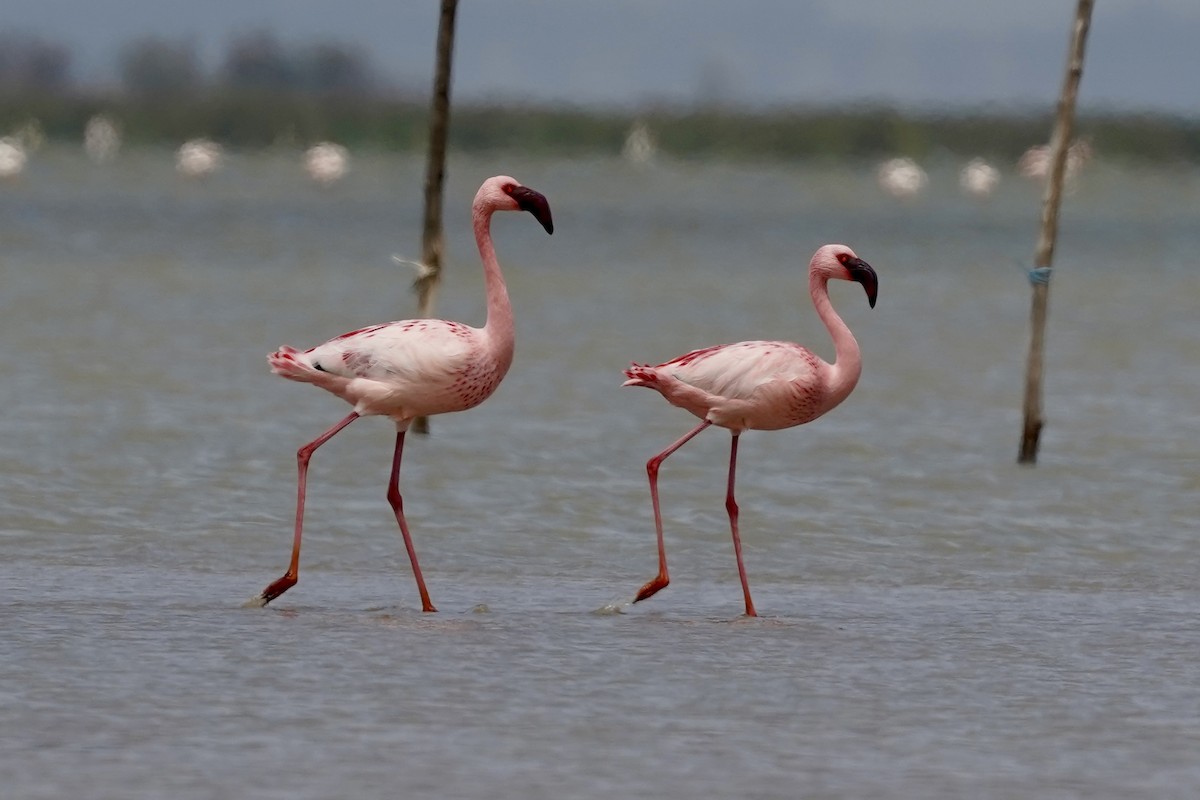 Lesser Flamingo - ML618482539