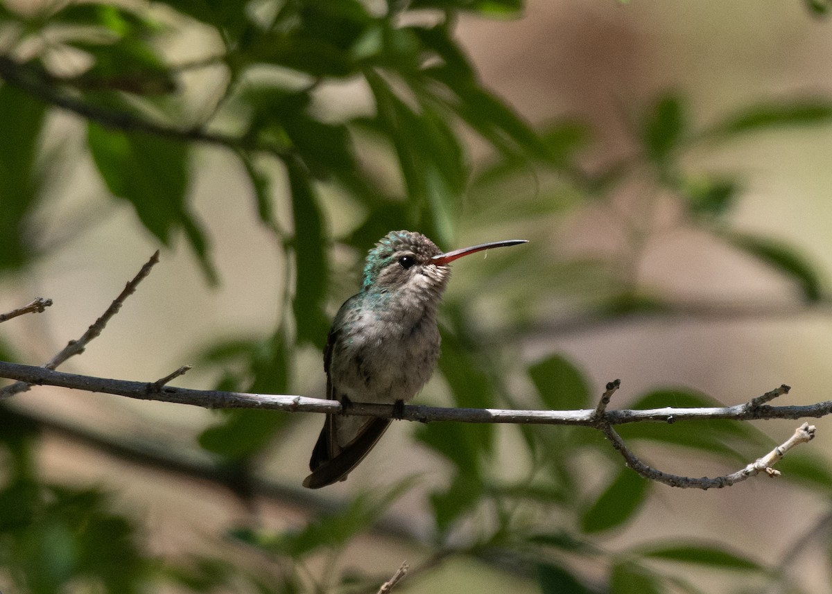 Broad-billed Hummingbird - Bente Torvund