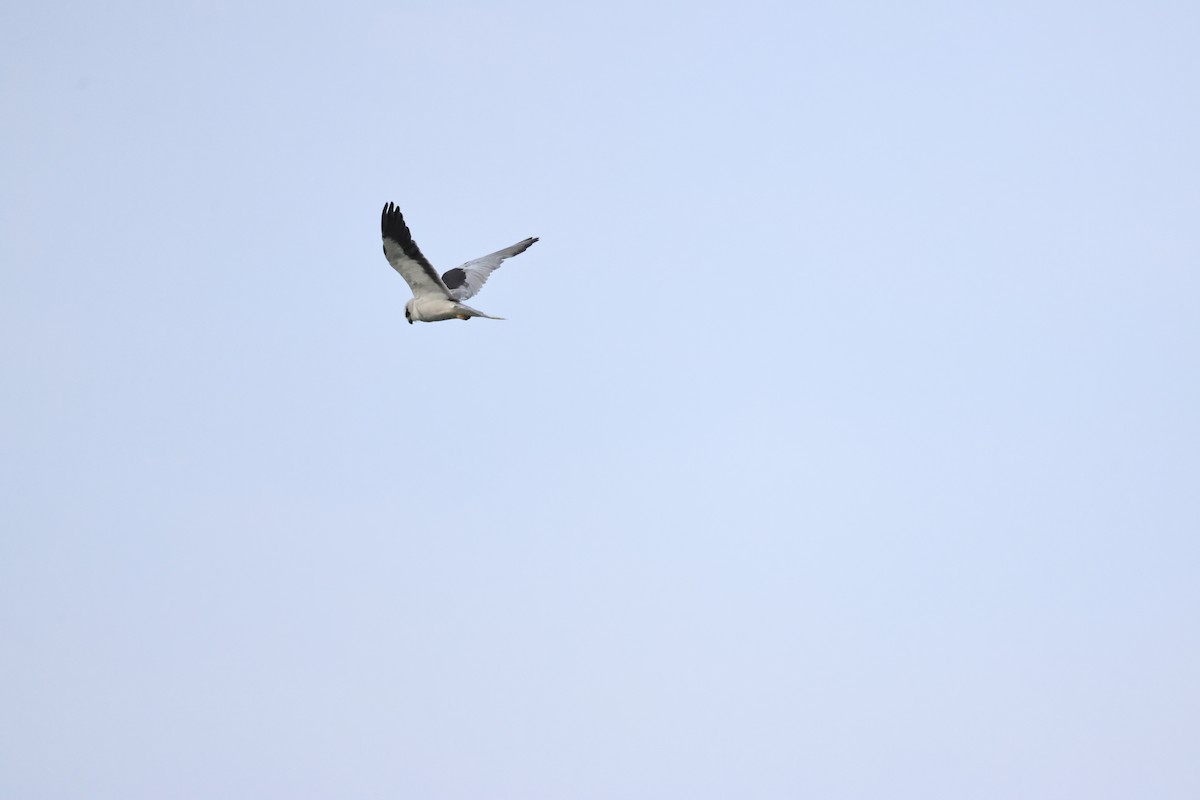 Black-winged Kite - ML618482550