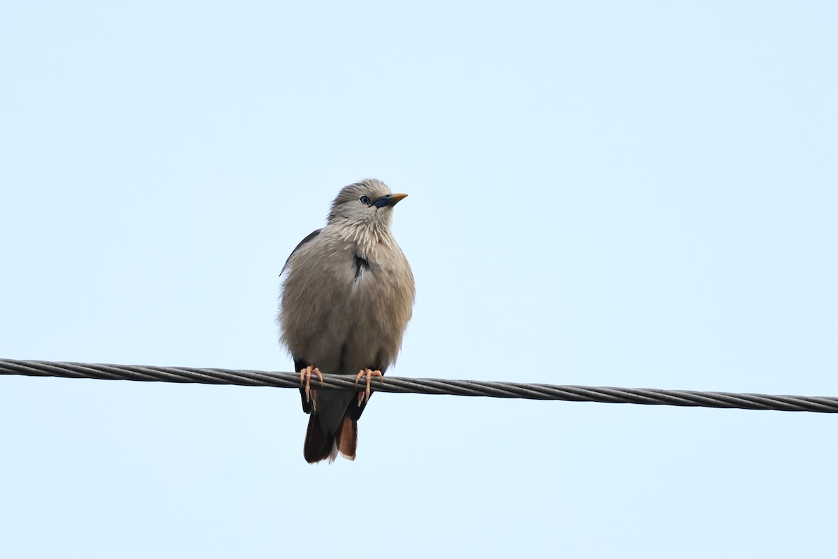 Chestnut-tailed Starling - ML618482561