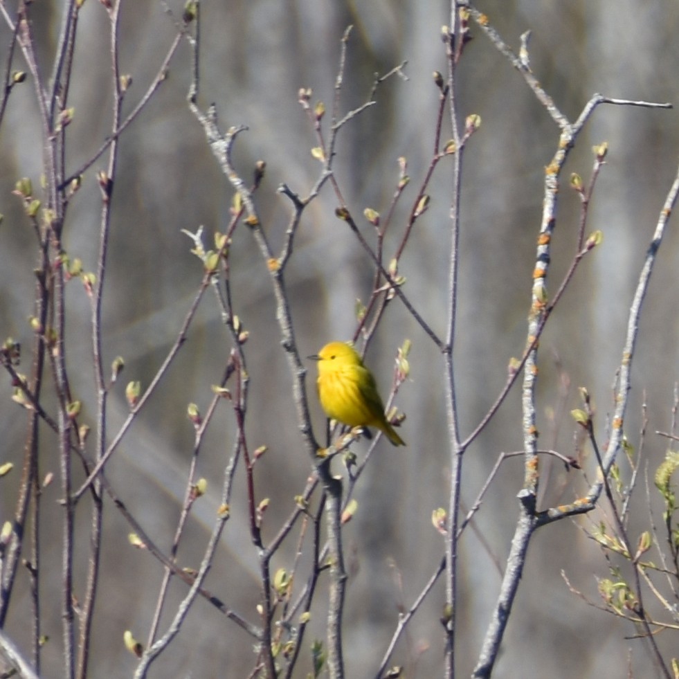 Yellow Warbler - Tracy Datlen