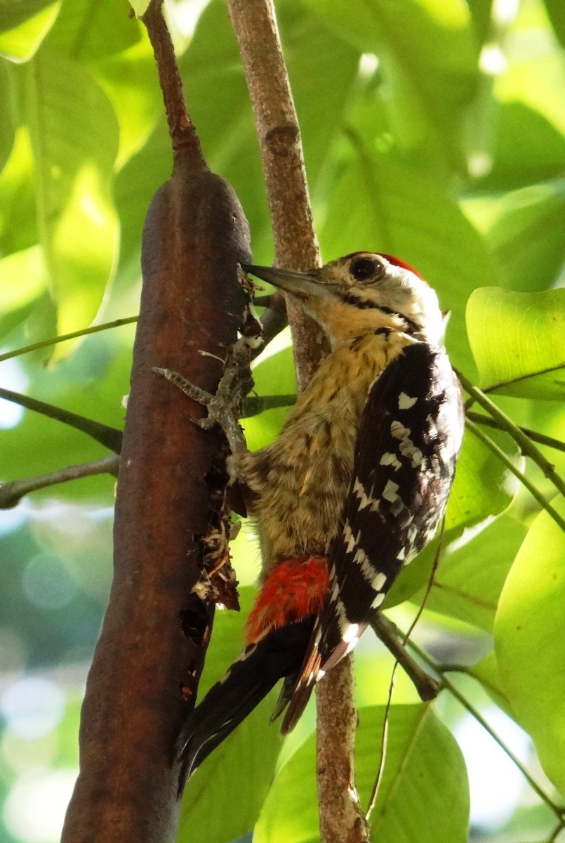 Fulvous-breasted Woodpecker - ML618482610