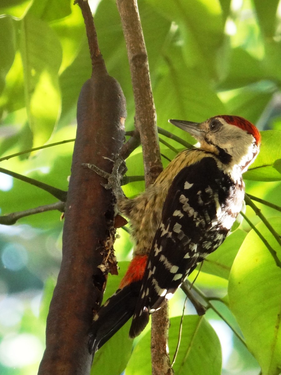 Fulvous-breasted Woodpecker - ML618482611
