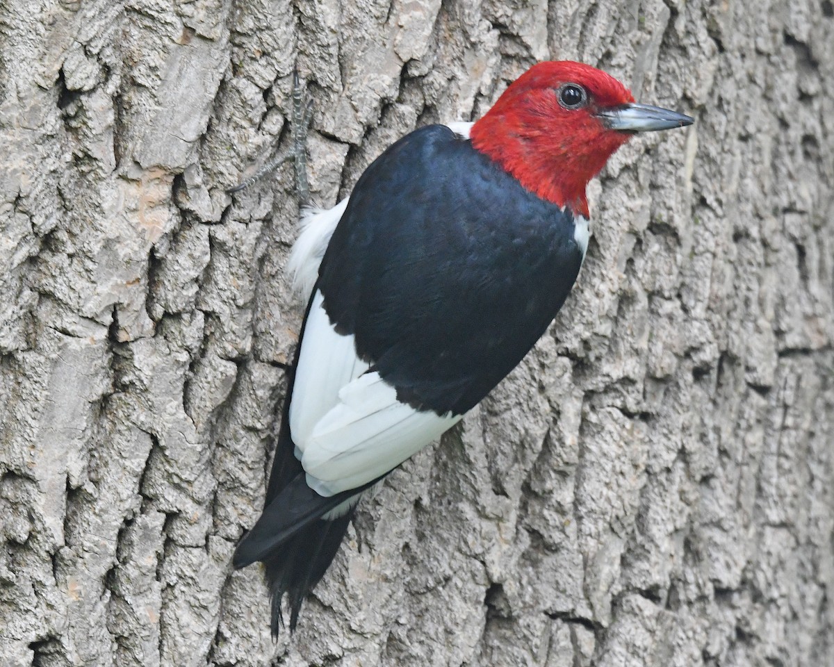 Red-headed Woodpecker - ML618482620