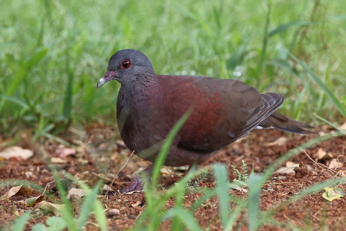 Pigeon de Madagascar - ML618482638