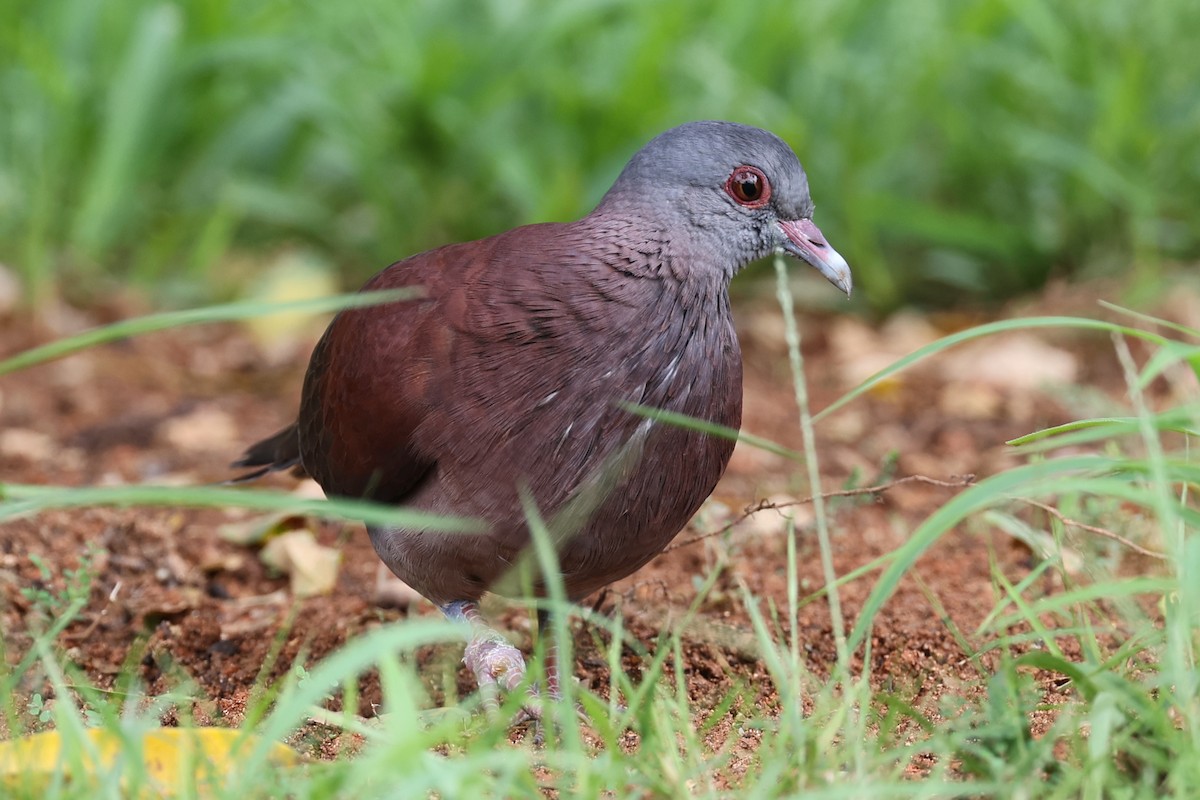 Pigeon de Madagascar - ML618482639