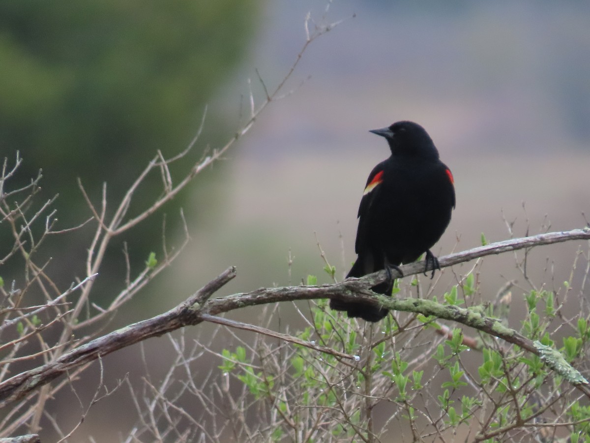 Red-winged Blackbird - ML618482667