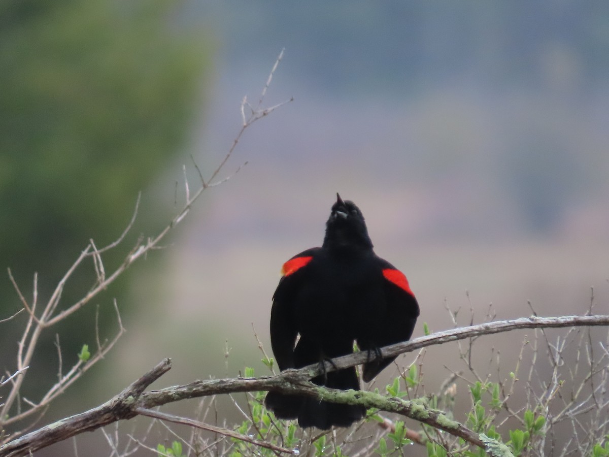 Red-winged Blackbird - ML618482668